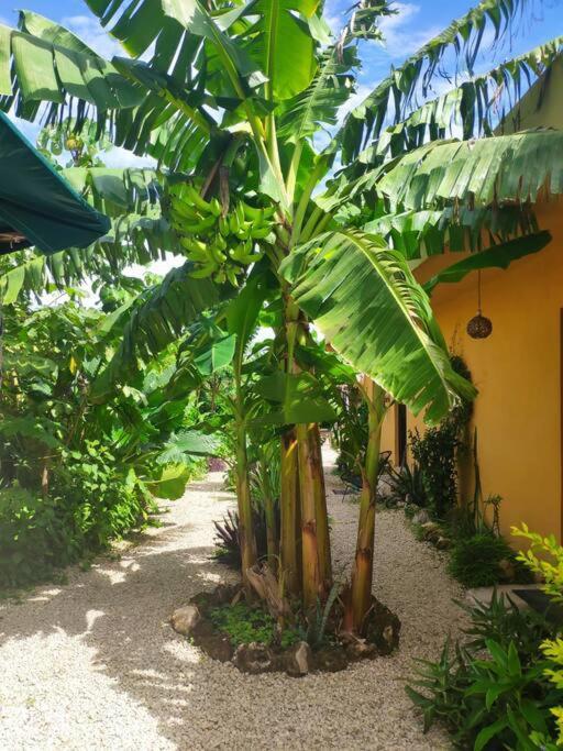 Apartament Jungla Bacalar Zewnętrze zdjęcie